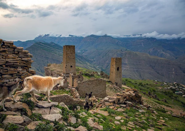 Goor Dağıstan 'da terk edilmiş bir köyde koyun ve keçi sürüsü.