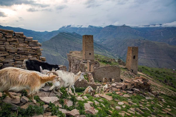 Eine Herde Ziegen Und Schafe Verlassenen Dorf Goor Dagestan Stockbild