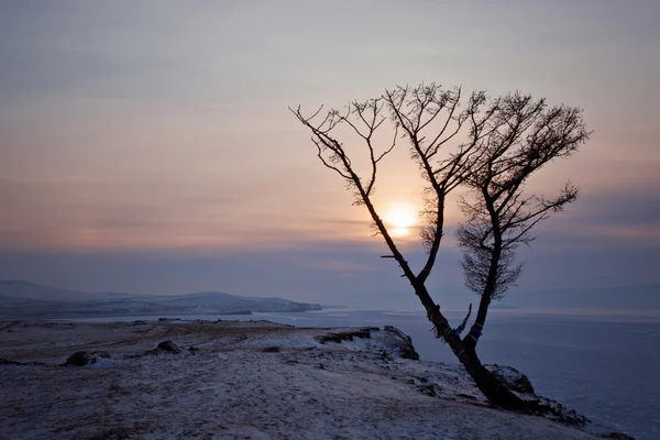 Magányos fa, a naplemente, Olkhon — Stock Fotó