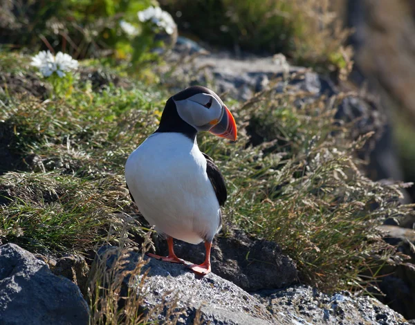 Puffins on the cliffs — Stock Photo, Image