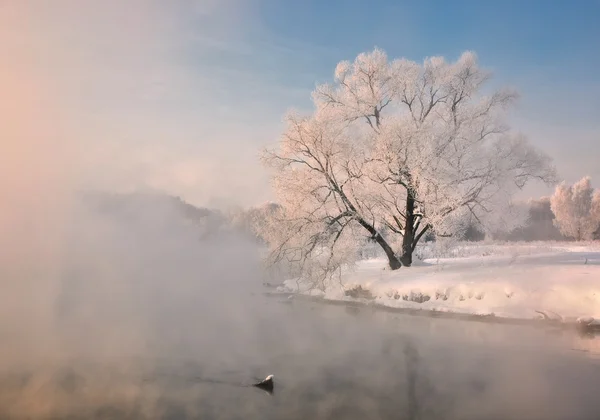 Roze ochtend — Stockfoto