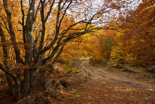 Autumn forest on Demerji — Stock Photo, Image