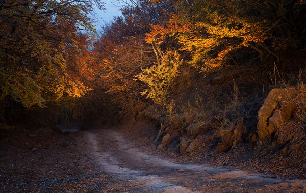 Autumn forest on Demerji — Stock Photo, Image