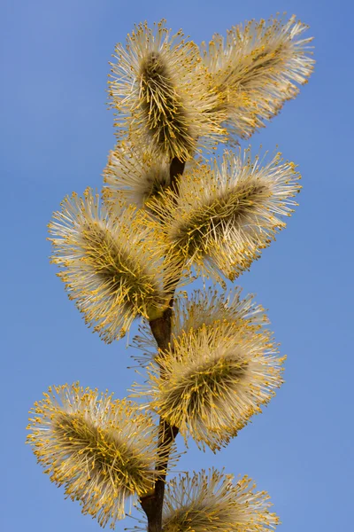 Weiden blühten — Stockfoto