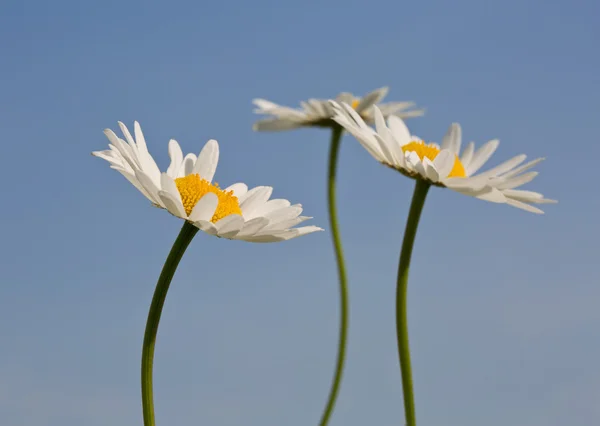 Three daisies — Stock Photo, Image