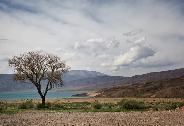 Landscape with a tree on the lake — Stock Photo, Image