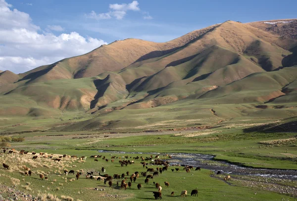 Weidende Schafe in den Kyrgyzer Bergen im Hintergrund — Stockfoto