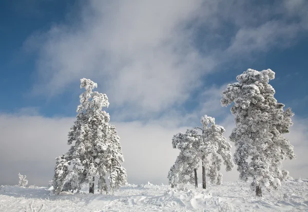 Snow-covered pine trees on a sunny day — Stock Photo, Image