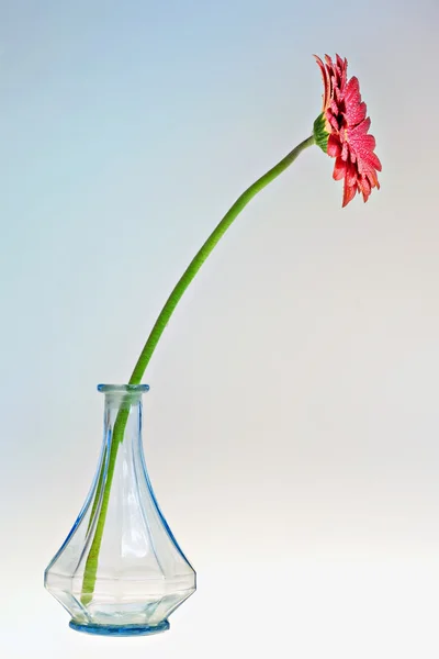 Eine Blume Hintergrund lizenzfreie Stockbilder
