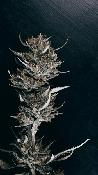 Planta Cannabis Sativa Femenina Punto Cosecha — Stockfoto