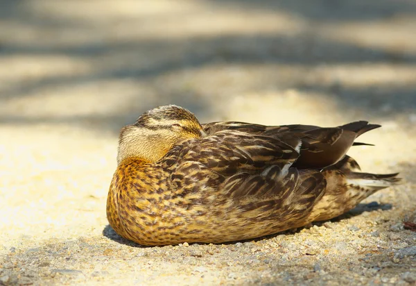 El pato Imagen de stock