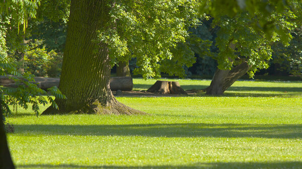 The trunks of oak trees in park