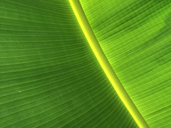 Muz Yaprak doku deseninin