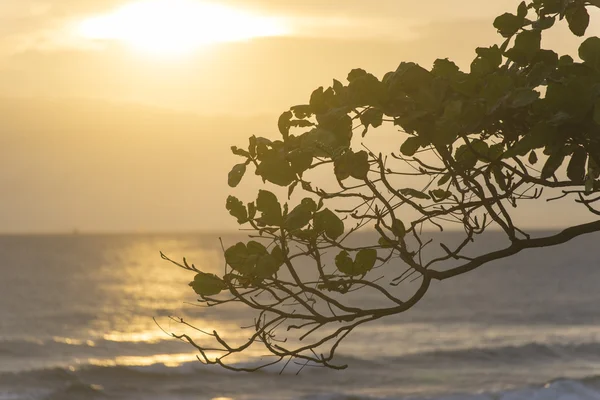Sahilde günbatımı güzel bir Tema
