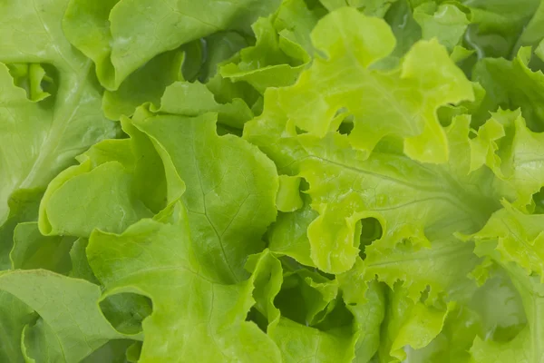 Yeşil meşe marul şablon arka plan