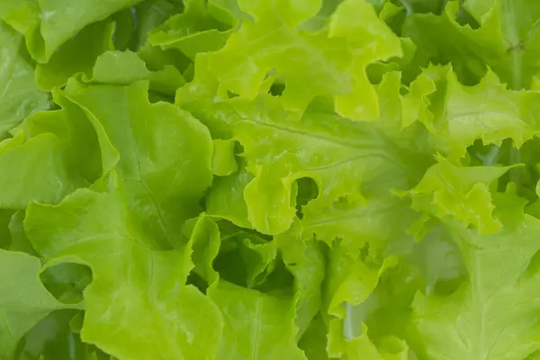 Yeşil meşe marul şablon arka plan