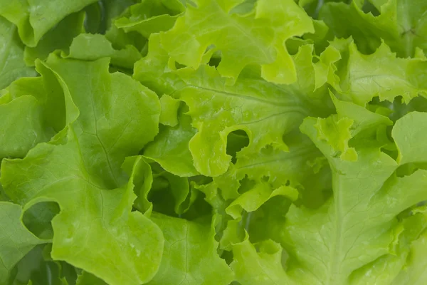 Yeşil meşe marul şablon arka plan