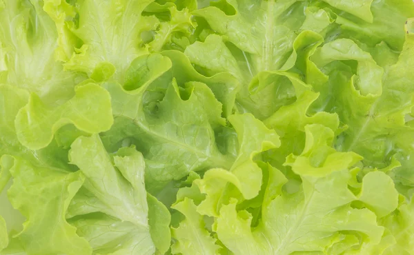 Yeşil meşe marul şablon arka plan