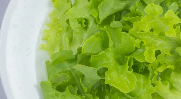 Yeşil meşe marul şablon arka plan