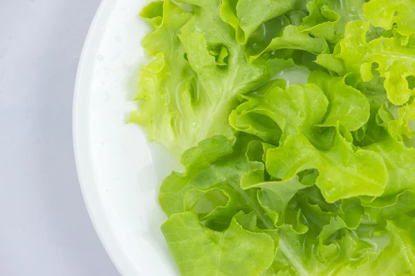 Yeşil meşe marul şablon arka plan