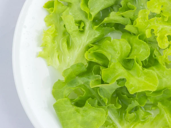 Yeşil meşe marul şablon arka plan