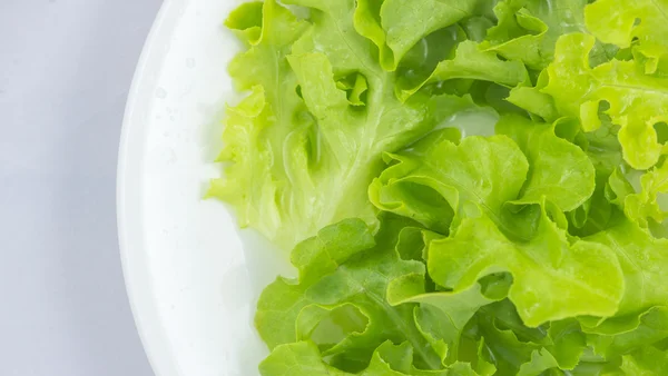 Yeşil meşe marul şablon arka plan