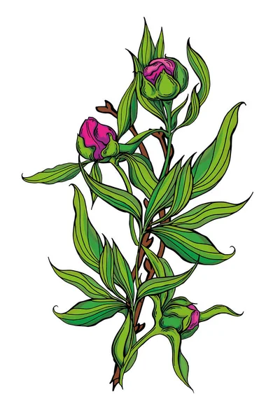 ピンクの牡丹の美しい手作りの花束。ベクターイラスト — ストックベクタ