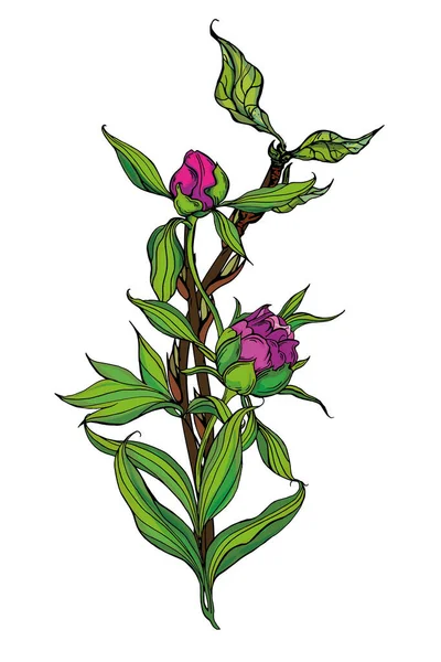 Schöner handgemachter Strauß rosa Pfingstrosen. Vektorillustration — Stockvektor