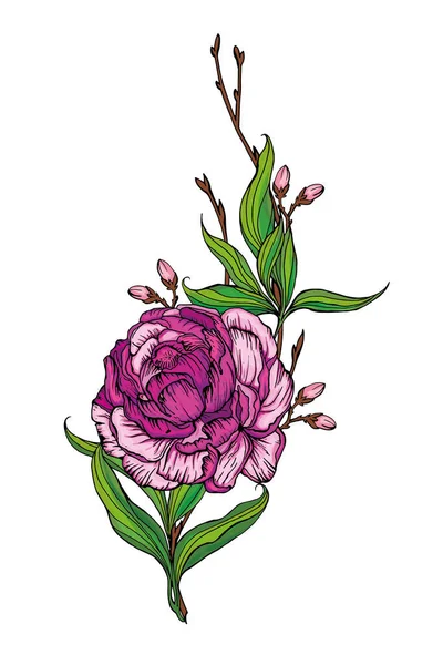 Beau bouquet fait à la main de pivoines roses. Illustration vectorielle — Image vectorielle