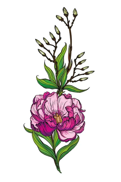 Beau bouquet fait à la main de pivoines roses. Illustration vectorielle — Image vectorielle