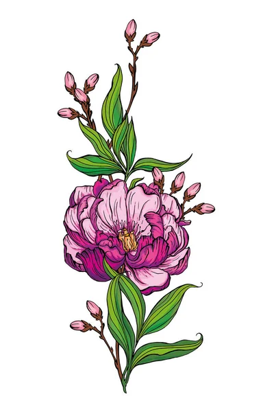 Hermoso ramo hecho a mano de peonías rosadas. Ilustración vectorial — Vector de stock