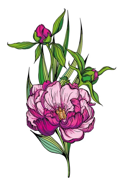 Beau bouquet fait à la main de pivoines roses. Illustration vectorielle — Image vectorielle