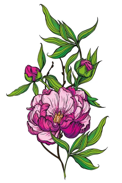 Beau bouquet fait à la main de pivoines roses. Illustration vectorielle — Image vectorielle