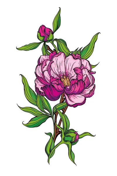 Beau bouquet fait à la main de pivoines roses. Illustration vectorielle — Image vectorielle