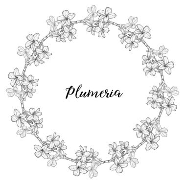 Plumeria 'da. Hawaii, Bali, Endonezya, Sri Lanka Tropikal Çiçek Kolyeleri. Vektör illüstrasyonu