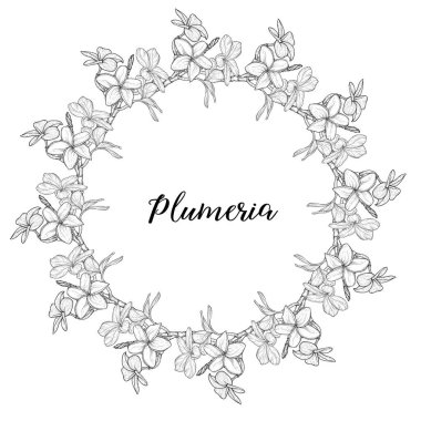 Plumeria 'da. Hawaii, Bali, Endonezya, Sri Lanka Tropikal Çiçek Kolyeleri. Vektör illüstrasyonu