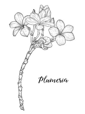 Plumeria çiçekleri beyaz zemin üzerinde doğrusal sanat ile çizim ve çizim.
