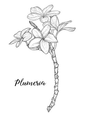 Plumeria çiçekleri beyaz zemin üzerinde doğrusal sanat ile çizim ve çizim.