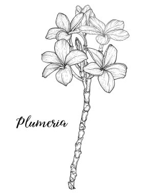 Plumeria çiçekleri beyaz zemin üzerinde doğrusal sanat ile çizim ve çizim.