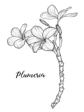 Plumeria çiçekleri beyaz zemin üzerinde doğrusal sanat ile çizim ve çizim.