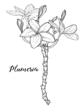 Plumeria çiçekleri beyaz zemin üzerinde doğrusal sanat ile çizim ve çizim.