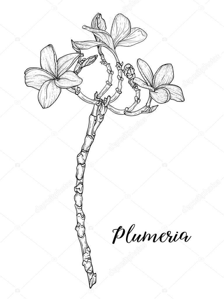 Plumeria flowers drawing and sketch with linear art on a white background.