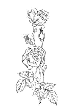 Bir buket siyah beyaz gül. Grafik çizimi. Gül çiçeği.