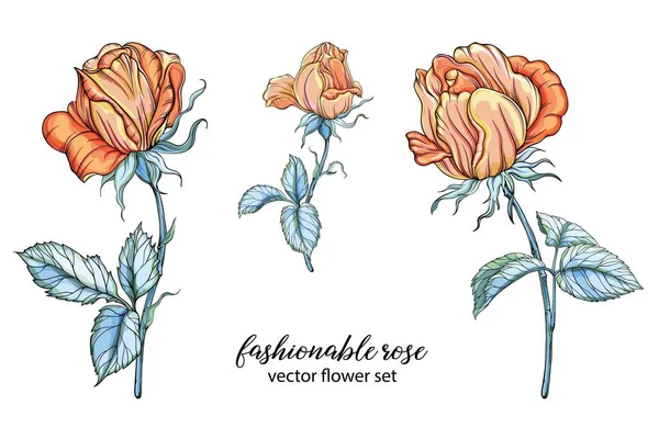Conjunto vectorial de composiciones florales. Flores de rosa, Rosa amarilla. — Archivo Imágenes Vectoriales