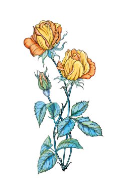 Beyaz arka planda izole edilmiş üç güzel sarı gül.