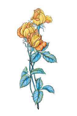 Beyaz arka planda izole edilmiş üç güzel sarı gül.