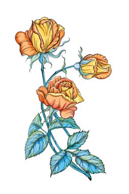 Beyaz arka planda izole edilmiş üç güzel sarı gül.