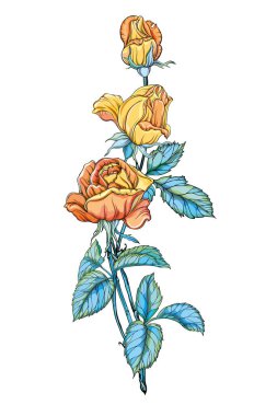 Beyaz arka planda izole edilmiş üç güzel sarı gül.