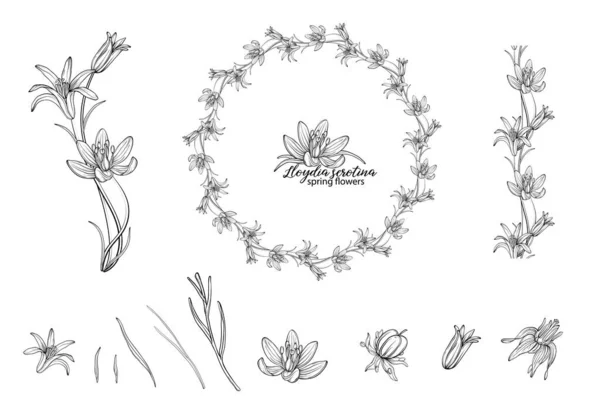 Складається Квіткових Елементів Квітів Lloydia Serotina Весняні Квіти Lloydia Serotina — стоковий вектор
