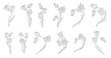 Çiçek seti bahar çiçeklerini düzenler. Grafik laleleri.